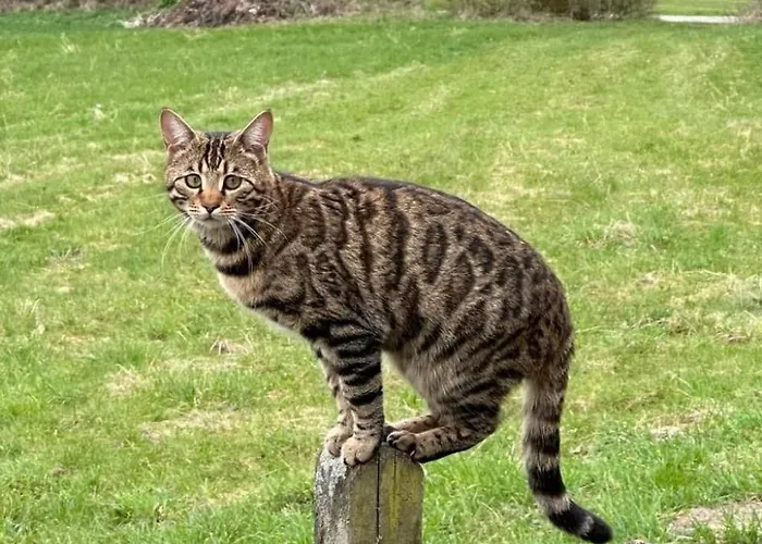 Apartment By Interhome *